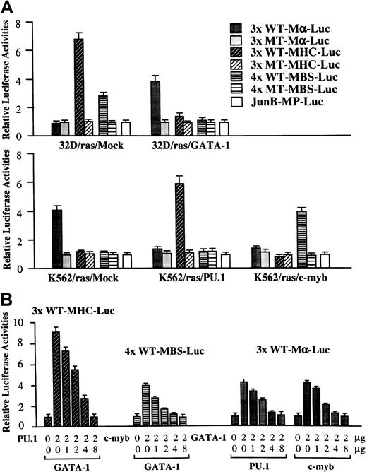 Fig. 7. Functional interaction, GATA-1–PU.1, and GATA-1–c-Myb. / (A) GATA-1, PU.1, and c-Myb activities in each transfectant. Twenty micrograms of functional and nonfunctional reporter gene for GATA-1 (3× WT Mα-Luc and 3× MT Mα-Luc), PU.1 (3× WT-MHC-Luc and 3× MT-MHC-Luc), c-Myb (4× WT-MBS-Luc and 4× MT-MBS-Luc), or a backbone reporter gene (JunB-MP-Luc) was cotransfected with 3 μg pRL-CMV-Rluc by electroporation. After 36 hours, the cells were subjected to the measurement of the firefly and the renilla luciferase activities. The relative firefly luciferase activities were calculated by normalizing transfection efficiency according to therenilla luciferase activities. Results are shown as the mean ± SD of triplicate experiments. (B) Reciprocal inhibition, GATA-1–PU.1, and GATA-1–c-Myb in NIH3T3 cells. NIH3T3 cells were cotransfected with various amounts of expression vectors, 1.0 μg of an appropriate reporter gene, and 10 ng of pRL-CMV-Rluc by the calcium phosphate coprecipitation method. After 36 hours of culture, cells were subjected to luciferase assay.
