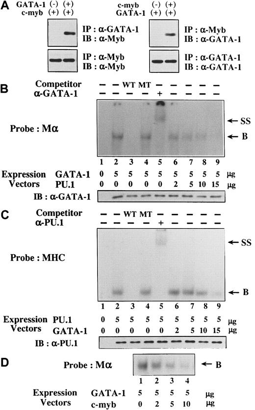 Fig. 8. Mechanisms of reciprocal inhibition, GATA-1–PU.1, and GATA-1–c-Myb. / (A) GATA-1 and c-Myb form the complex in vivo. 293T cells were transfected with GATA-1 or PU.1, and total cellular lysates were prepared. Formation of the GATA-1–c-Myb complex was examined by coimmunoprecipitation method. (B-D) The influence of the interaction GATA-1–PU.1 and GATA-1–c-Myb on the respective DNA-binding activities. Nuclear extracts were isolated from 293T cells transfected with various amounts of GATA-1, PU.1, or c-myb expression vectors as indicated. DNA-binding activities of GATA-1 and PU.1 were examined with the probe of Mα and MHC, respectively. In competition assays, nuclear extracts were preincubated with a 200-fold molar excess of unlabeled competitor oligonucleotides before the binding reaction. In a supershift assay, the nuclear proteins were preincubated with 1 μg anti-GATA-1 antibody or anti-PU.1 antibody for 30 minutes at 4°C and subjected to the binding reaction (B, DNA-binding complex; SS, supershifted DNA-binding complex). Expression levels of GATA-1 and PU.1 were also examined by Western blot analysis in each transfectant.