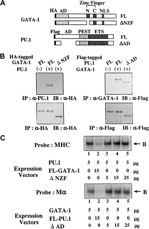 Fig. 9. Characterization of ΔNZF-GATA-1 and ΔAD-PU.1. / (A) Structure of ΔNZF-GATA-1 and ΔAD-PU.1. (B) Coimmunoprecipitation analyses on the binding activities of ΔNZF-GATA-1 to PU.1 and ΔAD-PU.1 to GATA-1. 293T cells were transfected with HA-tagged FL-GATA-1, HA-tagged ΔNZF-GATA-1, Flag-tagged FL-PU.1, and Flag-tagged ΔAD-PU.1 in various combinations as indicated. Formation of the GATA-1–PU.1 complex was examined by coimmunoprecipitation. (C) Effects of ΔNZF-GATA-1 and ΔAD-PU.1 on the DNA-binding activities of PU.1 and GATA-1, respectively. 293T cells were transfected with ΔNZF-GATA-1, FL-GATA-1, ΔAD-PU.1, and FL-PU.1 in various combinations at the doses indicated. Effects of ΔNZF-GATA-1 (upper panel) and ΔAD-PU.1 (lower panel) on the DNA-binding activities of PU.1 and GATA-1 were examined with the probe of MHC and Mα, respectively. B, DNA-binding complex.
