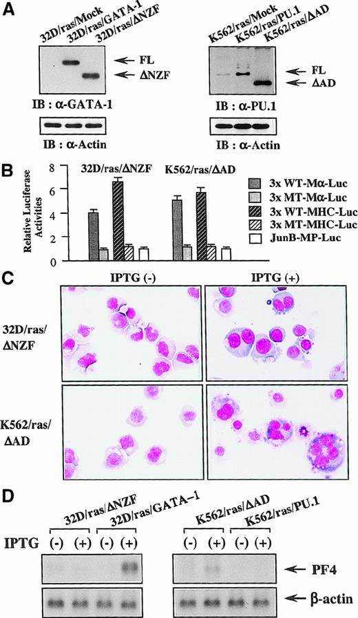 Fig. 10. Reprogramming activities of ΔNZF-GATA-1 and ΔAD-PU.1. / (A) Expression of ΔNZF-GATA-1 in 32D/ras/ΔNZF and ΔAD-PU.1 in K562/ras/ΔAD. Total cell lysates obtained from each clone were subjected to SDS-PAGE, and the blot was probed with anti-GATA-1 antibody (left panel) or anti-PU.1 antibody (right panel). Expression levels of actin were examined as a loading control. (B) GATA-1 and PU.1 activities in 32D/ras/ΔNZF and K562/ras/ΔAD. Twenty micrograms of each reporter gene was cotransfected with 3 μg pRL-CMV-Rluc by electroporation. After 36 hours, the cells were subjected to the luciferase assays. (C) Light micrograph of 32D/ras/ΔNZF and K562/ras/ΔAD before and after 5-day culture with IPTG. Cells of each clone were cultured with or without IPTG for 5 days. Cytocentrifugation preparation from each culture was stained with May–Grünwald–Giemsa (original magnification, ×100). (D) Changes of PF4 mRNA expression before and after 5-day IPTG treatment. Total cellular RNA was extracted from 32D/ras/ΔNZF, 32D/ras/GATA-1, K562/ras/ΔAD, and K562/ras/PU.1 before and after IPTG treatment, and PF4 mRNA expression was examined by Northern blot analysis.