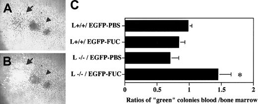 Fig. 3. Progenitor mobilization in chimeric mice. / Animals chimeric for L-selectin (L+/+ or L−/−), and green fluorescence protein (EGFP) expression were generated by adoptive bone marrow transfer. Lethally irradiated P- and E-selectin doubly deficient recipient mice were injected with a mixture of bone marrow nucleated cells obtained from transgenic mice expressing EGFP and wild-type (L+/+) or L-selectin-deficient (L−/−) mice. Two weeks after transplantation, the mice were splenectomized and allowed to recover for 1 month. EGFP expressing progenitors also express L-selectin and can be distinguished from L+/+ and L−/− progenitors by their green fluorescence. L+/+ / EGFP and L−/−/EGFP splenectomized chimeric mice were then treated with 2 doses of fucoidan (FUC) or PBS over 6 hours. Blood mononuclear and bone marrow cells were plated to assess their progenitor content. The numbers of nonfluorescent and green fluorescent progenitors were determined using an inverted microscope equipped with a fluorescence source. A representative area containing colonies grown in methylcellulose media is shown using (A) light and (B) both light and fluorescence microscopy. The numbers of green fluorescent (arrow) and nonfluorescent (L+/+ in this photograph) colonies (arrowhead) were determined after 8 days of culture. (C), The ratios of green colonies in the blood and bone marrow were calculated by dividing the percentage green colonies in the blood by the percentage green colonies in the bone marrow. n = 3-5; *P < .05 compared with PBS-treated.