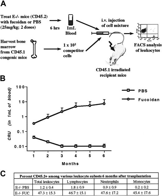 Fig. 4. Competitive reconstitution. / (A), E−/− mice, which harbor the leukocyte antigen CD45.2, were treated with 2 doses of fucoidan or PBS. Two hours after the last dose, blood was harvested and the volume measured. Erythrocytes were lysed and nucleated cells were pooled within each group. Concomitantly, bone marrow nucleated cells from congenic mice expressing the leukocyte antigen CD45.1 were obtained. Blood (CD45.2) and bone marrow (CD45.1) nucleated cells were mixed and injected into lethally irradiated CD45.1 congenic mice. Each recipient received nucleated cells from 1 mL of blood obtained from PBS or fucoidan-treated E−/− mice with 1 × 105 bone marrow cells (competitor) from normal CD45.1 donor. A sample of blood from transplanted mice was obtained monthly from the retroorbital venous plexus. Leukocytes were stained for both CD45.1 and CD45.2, and leukocyte expression was assessed by flow cytometric analysis. (B), Competitive repopulating units (CRUs) of donor (CD45.2) fucoidan-mobilized and PBS blood. (C) Percentage of CD45.2 expression in total leukocytes and among the various leukocyte subsets, as judged by their scatter characteristics, 6 months after transplantation in mice receiving blood nucleated cells from E−/− mice treated with PBS or fucoidan. Donor mice, n = 10; recipients, n = 6-7.