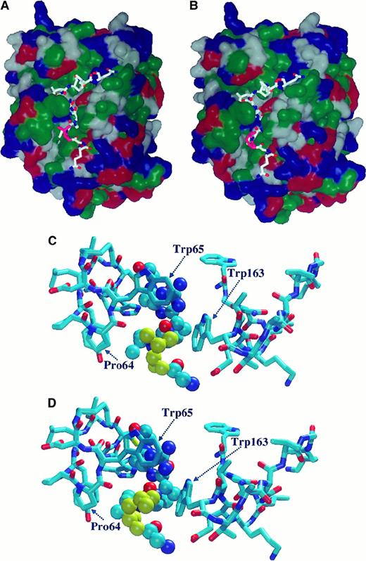 Fig. 7. Molecular modeling of the complex formed between thrombin and a model oligopeptide corresponding to the Gln32-Gln42 sequence of FXIII-A. / The oligopeptide contains the thrombin cleavage site (Arg37-Gly38) and the Val34Leu mutation site. (A, B) Orientation of model oligopeptides representing the wild-type Val34 (A) and the mutant Leu34 (B) FXIII-A on the surface of thrombin. Hydrophobic domains are shown in green. Blue and red represent basic and acidic regions, respectively. Val34 and Leu34 are shown in pink. (C, D) Optimized geometry of complex formed by thrombin and Val34 (C) or Leu34 (D) model oligopeptides. Val34 (C) and Leu34 (D) residues are shown in yellow. Thrombin residue numbers Pro64, Trp65, and Trp163 were obtained from the macromodel data file and correspond to Pro412, Trp413, and Trp511, respectively, in the prothrombin sequence. For the oligopeptide the Corey-Pauling-Kultun rendering was applied. For the demonstration of thrombin residues the liquorice rendering was used.