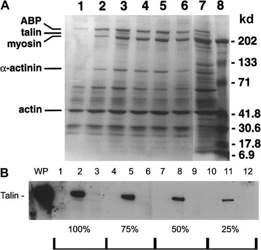 Fig. 5. The effect of D3 and ADP on the composition of the cytoskeleton of platelet aggregates. / After 6 minutes in the aggregometer, platelet samples were lysed, and the low-speed cytoskeletal pellet was isolated. Pellets were solubilized with reducing sample buffer and electrophoresed through a 5% to 20% exponential gradient polyacrylamide gel. (A) Coomassie blue-stained gel. The gel shown is representative of 3 experiments. Lane 1 contains spontaneous aggregation; lane 2, D3 aggregated platelets; lane 3, ADP aggregated platelets; lane 4, D3/ADP added simultaneously; lane 5, D3 2 minutes preincubation and ADP; lane 6, D3 and ADP preincubation 2 minutes; lane 7, whole platelets; lane 8, molecular weight standards. (B) Quantitative Western blot. Cytoskeletal cores isolated from D3 aggregated platelets (lanes 1, 4, 7, and 10), ADP aggregated platelets (lanes 2, 5, 8, and 11) and D3 2 minutes of preincubation and ADP (lanes 3, 6, 9 and 12) were electrophoresed at protein gel loads of 100%, 75%, 50%, and 25% and transferred to nitrocellulose. The blots were probed with a goat antihuman talin antibody and binding was detected using an HRP conjugated secondary antibody and chemiluminescence. Shown is a representative blot of 3 independent experiments. WP indicates whole platelets.