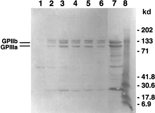 Fig. 6. GPIIb-IIIa incorporation into the cytoskeleton. / Using the samples from the gel in Figure 3, Western blots were performed and probed using a polyclonal antibody against GPIIb-IIIa. The gel shown is representative of 3 experiments. Lane 1 contains spontaneous aggregation; lane 2, D3 aggregated platelets; lane 3, ADP aggregated platelets; lane 4, D3/ADP added simultaneously; lane 5, D3 2 minutes of preincubation and ADP; lane 6, D3 and ADP preincubation for 2 minutes; lane 7, whole platelets; lane 8, molecular weight standards.