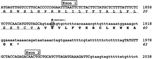 Fig. 2. Predicted effects of the 1876 +5G→A mutation. / Nucleotide and amino acid sequences surrounding the 1876 +5G→A mutation are shown. The G→A transition identified in intron 1 is expected to cause a read-through of the downstream intronic sequence, introducing an aberrant 16 amino acid polypeptide after the signal peptide. Exonic and intronic sequences are reported in upper or lower cases, respectively. The mutant nucleotide involved in 1876 +5G→A mutation is in bold-face type and shown above the wild-type boxed nucleotide. The signal peptide is underlined and the 16 aberrant amino acids are bolded. The premature stop codon, giving rise to a short protein of 42 amino acids, is indicated by an asterisk. Nucleotide sequence is numbered according to GenBank accession numberM10014.