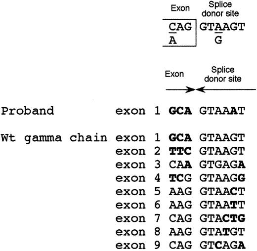 Fig. 4. Alignment of the 9 splice-donor sites of fibrinogen γ-chain gene. / Top: splice-donor site consensus sequence.20 Middle: intron 1 splice-donor site of the afibrinogenemic Pakistani patient. Bottom: alignment of the 9 wild-type splice-donor sites of the fibrinogen γ-chain gene. Bases not matching the consensus sequence are in bold-face type.