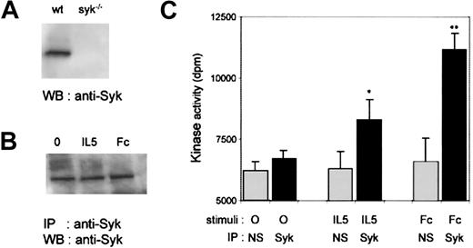 Fig. 5. Syk expression and activation in wild-type fetal liver–derived eosinophils. / (A) Expression of Syk in lysates of wild-type and Syk−/−fetal liver–derived eosinophils. Whole-cell lysates were subjected to SDS-PAGE and Western blotted with polyclonal rabbit anti-Syk antibody (Santa Cruz). (B) Starved mature eosinophils from 8-day-old cultures were stimulated with either 50-ng/mL IL-5 for 15 minutes (IL-5) or with anti-CD16/CD32 2.4G2 monoclonal antibody (2 μg/mL) for 30 minutes on ice and further cross-linking with goat antirat polyclonal antibody for 15 minutes at 37°C (Fc). The cell lysates were immunoprecipitated with a polyclonal anti-Syk antibody, and the immunoprecipitates were subjected to SDS-PAGE and Western blotted with polyclonal rabbit anti-Syk antibody for determination of Syk enzyme levels. (C) Lysates from stimulated cells were immunoprecipitated with a polyclonal anti-Syk antibody or with rabbit IgG (nonspecific, NS) and subjected to an in vitro kinase assay. Data are expressed as mean ± SEM of 4 independent experiments. Significance of differences of Syk activity was determined by the Student t test, andP < .05 (*) or P < .005 (**) was considered significant.