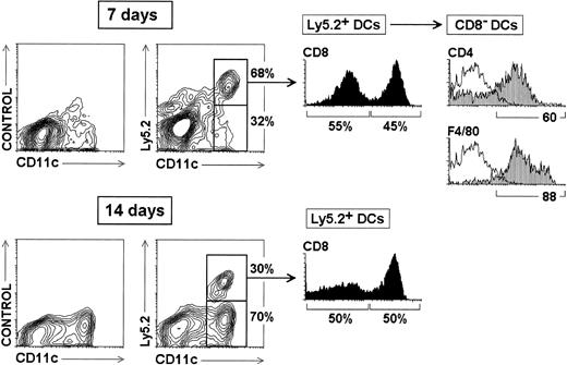 Fig. 5. Reconstitution of splenic CD8α+ and CD8α−DCs from CD4low lymphoid precursors. / Thymic CD4low precursors (3 × 104) from C57 BL/Ka Ly 5.2 donor mice were injected intravenously into γ-irradiated (7 Gy) C57 BL/6 Ly 5.1 Pep3b recipient mice, along with 4 × 104 Ly 5.1 BM cells to ensure survival of recipients. At the indicated times, mice were analyzed for donor-derived DCs, identified as Ly 5.2+ CD11c+cells, in splenic DC-enriched 1.061-density fractions. The percentage of Ly5.2− and Ly5.2+ CD11c+ DCs (contour plots), as well as the percentage of CD8α− and CD8α+ DCs among Ly5.2+ DCs (black histograms) are indicated. Grey profiles show the expression of CD4 and F4/80 by CD8α− DCs. White profiles represent control stainings. These results are representative of four independent experiments with similar results.
