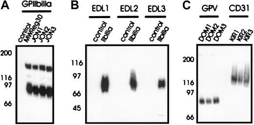Fig. 1. Antigenic specificity of the mAbs. / Immunoprecipitation from surface-biotinylated resting platelets (A, C). NP-40 lysates were incubated with nonimmune rat IgG1 (control) or the indicated mAbs, followed by protein G-Sepharose. Proteins were separated on a 9%-15% gradient SDS-PAGE gel under nonreducing conditions, transferred onto a PVDF membrane and detected by streptavidin-HRP and ECL. (B) Western blot analysis of immunoprecipitated GPIIbIIIa with EDL1-3. Unlabeled platelet proteins were immunoprecipitated with nonimmune rat IgG1 (control) or MWReg30 (IIbIIIa), followed by SDS-PAGE and immunoblotting with FITC-labeled EDL1-3. Bound antibody was detected by HRP-labeled rabbit anti-FITC.
