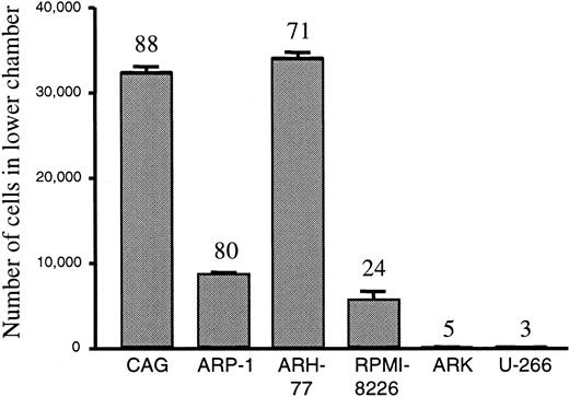 Fig. 6. Correlation between formation of uropods and migration of myeloma cells. / Myeloma cells were seeded in the upper chambers of Transwells (5 × 105 cells per well). After 24 hours, the cells that had migrated through 5-μm pores to the lower chambers were counted. The number above each bar shows the percentage of cells with uropods in that cell line.