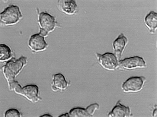 Fig. 7. Contact between uropods of adjacent cells initiates myeloma cell-cell adhesion. / DIC image of live CAG cells. Homotypic aggregation occurs mainly at the uropod pole of the cells.