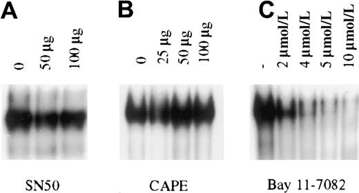 Fig. 3. Inhibition of constitutive NF-κB activity in BC3 cells. / BC3 cells placed in culture at 7.5 × 105 cells/mL were treated for 1 hour with the inhibitors SN50 (A), CAPE (B), and Bay 11-7082 (C). Of the inhibitors tested only Bay 11-7082 inhibited NF-κB/DNA binding within 1 hour of treatment. Inhibition observed with Bay 11 was dose dependent, with nearly complete inhibition at the 5 and 10 μmol/L concentrations. Additional studies in which cells were analyzed for up to 24 hours after treatment or were treated with the inhibitors SN50 and CAPE every 2 hours for a 6-hour period yielded the same results.