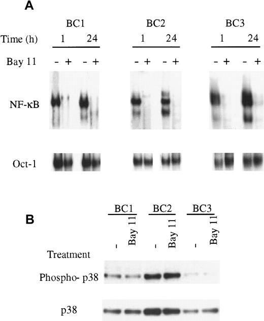 Fig. 4. Specific inhibition of NF-κB with Bay 11-7082. / (A), The PEL cells BC1, BC2, BC3, and control BJAB cells were treated with Bay 11 and assessed for NF-κB and Oct-1/DNA binding. Cells were placed in culture at 7.5 × 105 cells/mL and treated with 5 μmol/L Bay 11. After 1 hour and 24 hours, nuclear proteins were extracted and EMSAs performed using NF-κB– or Oct-1–specific radiolabeled oligonucleotide probes. All PEL cell lines demonstrated inhibition of NF-κB/DNA binding within 1 hour of treatment but demonstrated no inhibition of Oct-1/DNA binding. The specificity of the NF-κB inhibition was maintained throughout the 24-hour assay in each cell line. (B), The PEL cells BC1, BC2, and BC3 were treated with 5 μmol/L Bay 11 for 24 hours and assessed by immunoblot for total and phosphorylated p38. All cell lines showed the presence of phosphorylated p38, but the levels of p38 activation were not affected by treatment with Bay 11.