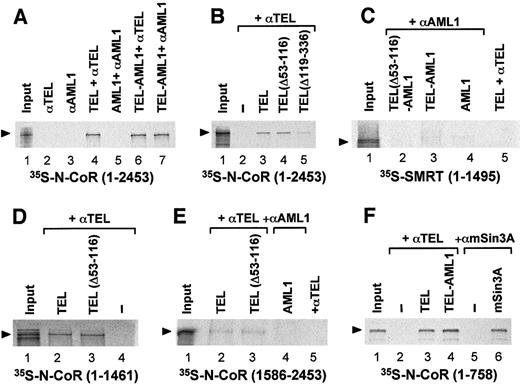 Fig. 1. TEL and TEL-AML1 interact with N-CoR in vitro. / The in vitro–translated TEL, TEL(Δ53-116), TEL(Δ119-336), TEL-AML1, TEL(Δ53-116)-AML1, and/or AML1 proteins were evaluated for their abilities to interact with (A, B)35S-methionine–labeled N-CoR or (C) SMRT as well as with (D-F) the indicated amino- and carboxy-terminal deletions of N-CoR. The co-immunoprecipitation with mSin3A shown in panel F, lanes 5 and 6, was used as a positive control. The numbers represent the first and the last amino acid in a given protein (or its deletion mutant). In panels A-F, lane 1, 20% of the input is shown. Specificity of the antibody used for a given co-immunoprecipitation is indicated above each panel. In the absence of a given antibody target protein (TEL or AML1), neither full-length N-CoR nor its deletion mutants (amino acids 1-1461, 1586-2453, or 1-758) were co-immunoprecipitated by anti-TEL (shown in panels A, B, and F, lane 2, and panels D and E, lanes 4 and 5, respectively) or anti-AML1 (shown in panel A, lane 3). Prior to their use in a given co-immunoprecipitation reaction, levels of each in vitro translated protein were evaluated by Western blotting to ensure that approximately equal amounts of all antibody-specific input proteins were used for each experiment (data not shown).
