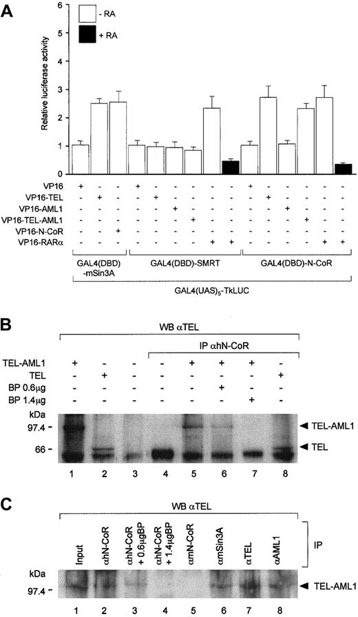 Fig. 2. TEL and TEL-AML1 interact with N-CoR in vivo. / (A) Mammalian 2 hybrid analysis of interaction between the entire N-CoR, SMRT, or mSin3A (as a positive control) fused to the GAL4(DBD) and VP16-activation domain tagged TEL or TEL-AML1. In agreement with the in vitro co-immunoprecipitation results, full-length AML1 fused to the VP16-activation domain failed to interact with GAL4(DBD)-N-CoR. No significant interaction was also detected in this assay between SMRT and TEL or AML1. Interactions between VP16-TEL and GAL4(DBD)-mSin3A are shown as a positive control. Interactions between GAL4(DBD)-N-CoR or GAL4(DBD)-SMRT and VP16 tagged RARα in the absence or presence of all-trans-retinoic acid (RA) are used as additional positive and negative controls, respectively. Co-transfection of an empty GAL4(DBD) vector (pGALO) either with VP16-TEL or VP16-AML1 did not result in activation of the luciferase gene expression (not shown). (B) Co-immunoprecipitation of endogenous human (h) N-CoR and TEL-AML1 (lanes 5-7) or TEL (lane 8) from 293T cells transfected with their respective expression vectors. Lanes 6 and 7 show decreasing levels of the co-immunoprecipitated TEL-AML1 protein with increasing amounts of the N-CoR antigenic peptide in the reaction. Input (20%) is shown in lanes 1-3. Lane 3 corresponds to protein extract derived from untransfected 293T cells. Size markers in kd are indicated on the left of the panel. (C) Antibodies against human N-CoR co-immunoprecipitate the endogenous TEL-AML1 protein from REH cells with t(12;21). Proteins were co-immunoprecipitated from whole cell extracts using polyclonal antibodies specific against human N-CoR (lane 2), murine N-CoR (lane 5), mSin3A (lane 6), TEL (lane 7), and AML1 (lane 8), as indicated. Immunoprecipitated material was resolved by SDS-PAGE and Western blotting using anti-TEL antibody. Lanes 3 and 4 correspond to co-immunoprecipitation carried out in the presence of 0.6- and 1.4-μg N-CoR antigenic peptide. Lane 1 represents 20% of the input for the co-immunoprecipitation reaction. Size markers in kd are indicated on the left of the panel.