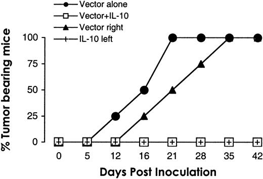 Fig. 3. IL-10 inhibits tumor growth locally. / The 107 cells from hIL-10 DG75 subline and vector control DG75 line were mixed before sc injection in the flank (■), or simultaneously injected sc in contralateral flanks in SCID mice (vector right flank, ▴; hIL-10 left flank, +). For comparison, the growth of 107 vector control cells (●) was assessed in the same experiment. Tumor growth was monitored twice a week for 42 days. n = 4. (Note: All 4 vectors coincide on days 0 and 5; the 3 noncontrol vectors coincide on day 12; and the control and right flank vectors coincide on days 35 and 42.)