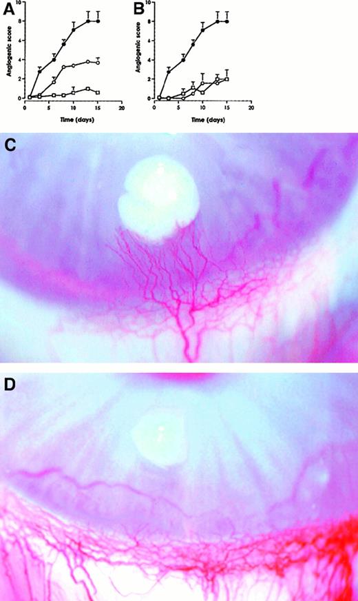 Fig. 5. Recombinant hIL-10 and vIL-10 inhibit VEGF-induced angiogenesis. / The 1000 units vIL-10 (A) and hIL-10 (B) were incorporated in slow release pellets in the absence (■) and in the presence (○) of recombinant VEGF-165 (200 ng per pellet), VEGF-165 alone (●). The results represent mean ± SEM of at least 4 independent implants. Representative pictures of VEGF-165–induced neovascularization in the absence (C), and in the presence of hIL-10 (D). Photographs were taken at day 15.