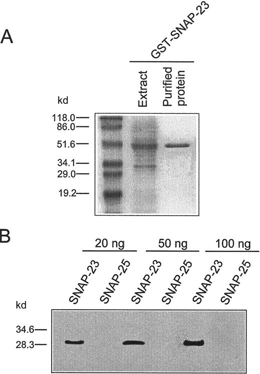 Fig. 2. Generation of GST–SNAP-23 fusion protein and characterization of anti–SNAP-23 antibody. / (A) Bacterial extract and purified GST–SNAP-23 fusion protein were run in SDS-polyacrylamide gel electrophoresis and stained with Coomassie Blue. (B) Characterization of the specificity of the polyclonal rabbit antibody against SNAP-23. Different amounts of purified recombinant human SNAP-23 and rat SNAP-25 proteins were electrophoresed and blotted with anti-SNAP-23 antibody. Bands were visualized by using an enhanced chemiluminescence system. The molecular masses (kd) of protein markers are indicated on the left.