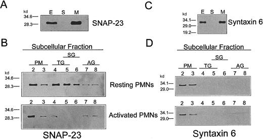 Fig. 3. Subcellular localization of SNAP-23 and syntaxin 6 in resting and activated human neutrophils. / (A,C) Localization of SNAP-23 and syntaxin 6 in the membrane fraction. Equal amounts of postnuclear extract (E), soluble (S), and membrane (M) proteins (60 μg), prepared from resting human neutrophils as described in “Materials and methods,” were run on SDS-polyacrylamide gels and analyzed by immunoblotting, using anti–SNAP-23 polyclonal antibody (A) or 3D10 anti–syntaxin 6 MoAb (C). (B,D) Subcellular distribution of SNAP-23 and syntaxin 6 in resting and PMA-activated human neutrophils (PMNs). Equal amounts of total protein (30 μg), prepared from the subcellular fractions 2-8 from resting and activated human neutrophils prepared as described in “Materials and methods,” were run on SDS-polyacrilamide gels and analyzed by immunoblotting, using anti–SNAP-23 polyclonal antibody (B) or 3D10 anti–syntaxin 6 MoAb (D). Fractions enriched in plasma membrane (PM), tertiary granules (TG), specific granules (SG), and azurophilic granules (AG) were analyzed. The molecular masses (kd) of protein markers are indicated on the left.