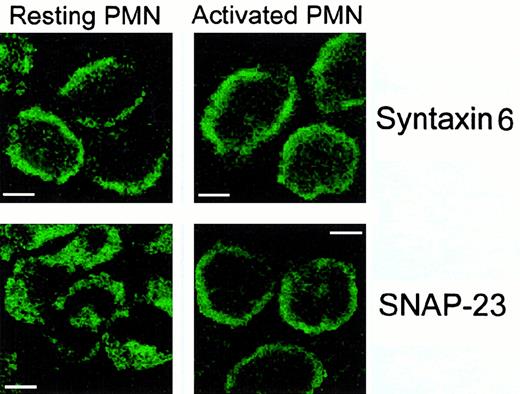 Fig. 4. Localization of SNAP-23 and syntaxin 6 in resting and activated human neutrophils (PMNs) by confocal laser scanning microscopy. / Resting and PMA-activated cells were permeabilized and incubated with anti-SNAP-23 or anti–syntaxin 6 antibodies as described in “Materials and methods.” Bar, 4 μm.
