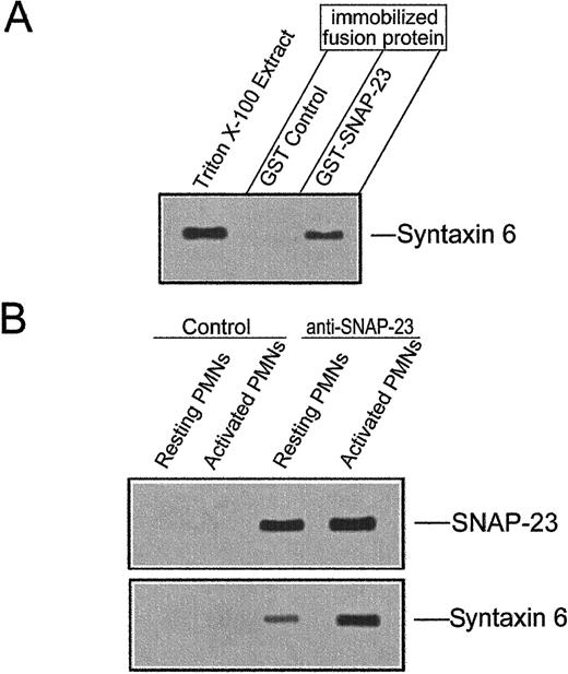 Fig. 6. Interaction between SNAP-23 and syntaxin 6. / (A) In vitro binding of syntaxin 6 to GST-SNAP-23. Unfused GST and full-length GST–SNAP-23 fusion protein were immobilized on glutathione-Sepharose beads and incubated with Triton X-100–extracts of human neutrophils. Then, bound proteins were eluted, analyzed by SDS-polyacrylamide gel electrophoresis, and blotted with 3D10 anti–syntaxin 6 MoAb. Triton X-100 extract of human neutrophils was used as a positive control. The position of syntaxin 6 is indicated. The experiment shown is representative of 3 performed. (B) Coimmunoprecipitation of SNAP-23 and syntaxin 6 from resting and activated human neutrophils. SNAP-23 was immunoprecipitated from detergent-solubilized whole cell extracts of resting and PMA-activated human neutrophils. Immunoprecipitates were electrophoresed in SDS-polyacrylamide gels and immunoblotted with the anti–SNAP-23 or anti–syntaxin 6 antibodies. Lysates were also immunoprecipitated with P3X63 myeloma culture supernatant as a negative control (Control). The positions of SNAP-23 and syntaxin 6 are indicated. Experiments shown are representative of 3 performed.