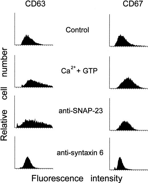 Fig. 9. Effect of anti–SNAP-23 and anti–syntaxin 6 antibodies on the cell surface expression of CD63 and CD67 in activated electropermeabilized human neutrophils. / Electropermeabilized cells were incubated with 8 μg/mL anti–SNAP-23 or anti–syntaxin 6 for 3 minutes at room temperature, then were preincubated with 5 μg/mL cytochalasin B for 5 minutes at 37°C, and activated with 1 μmol/L Ca++ and 50 μmol/L GTP-γ-S for 10 minutes at 37°C. The cells were then fixed with 1% paraformaldehyde and assayed for CD63 and CD67 antigen expression as described in “Materials and methods.” Untreated electropermeabilized cells (Control) and electropermeabilized cells stimulated with 1 μmol/L Ca++ and 50 μmol/L GTP-γ-S for 10 minutes at 37°C (Ca++ and GTP) in the absence of anti–SNAP-23 or anti–syntaxin 6 antibodies were run in parallel. The results shown are representative of 3 independent determinations.