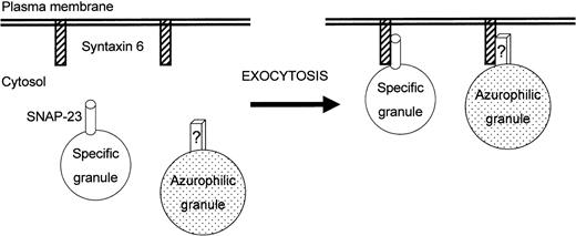 Fig. 11. Model for the involvement of syntaxin 6 and SNAP-23 in neutrophil exocytosis. / This schematic diagram is designed to portray a currently plausible mechanism for the involvement of syntaxin 6 and SNAP-23 in the human neutrophil exocytosis. Interaction of both proteins, acting as t- and v-SNAREs, provides specificity to the fusion process. Exocytosis of specific granules is mediated by interaction of syntaxin 6 with SNAP-23, whereas exocytosis of azurophilic granules would involve interaction of syntaxin 6 with a still unknown structure (denoted as “?”). See text for further details.