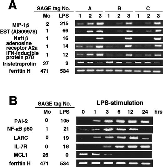 Fig. 2. RT-PCR analysis of genes expressed differently in resting and LPS-stimulated monocytes. / (A) RT-PCR was performed on total RNA isolated from human resting monocytes (1), monocytes only incubated for 3 hours without LPS (2), and monocytes cultured for 3 hours with LPS (3), as described in Materials and methods. A, B, and C indicate different donors. Mono and LPS indicate resting monocytes and LPS-stimulated monocytes, respectively. SAGE tag No. is the number of times the tag was identified as shown in Tables 3 and 4. (B) Monocytes were incubated with LPS for 0, 1, 3, 6, 12, 24 hours, respectively, and RT-PCR was performed on these samples from 3 different donor-derived cells. A representative result is shown.