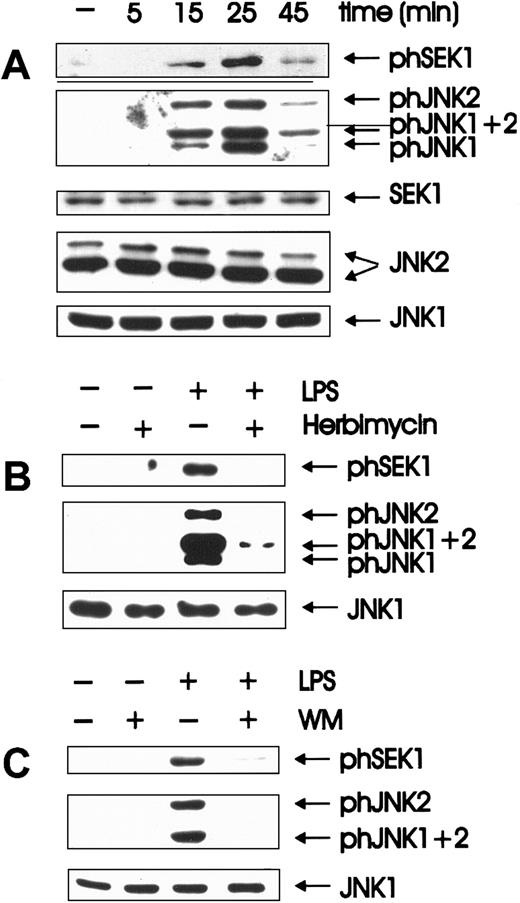 Fig. 1. Herbimycin- and wortmannin-sensitive activation of SEK and JNK is an early event in LPS-induced signal transduction. / (A) Quiescent BAC-1.2F5 cells were stimulated with 1.5 μg/mL LPS at 37°C for different times before solubilization. The presence of the phosphorylated, active forms of SEK (phSEK) and JNK (phJNK) and of their unmodified forms was detected by immunoblotting with the corresponding antibodies. The band labeled phJNK1 + 2 consists of co-migrating, phosphorylated forms of both kinases. (B) Inhibition of tyrosine kinases was performed by treating the cells with herbimycin A (4 μg/mL for 4 hours) before stimulation with LPS (15 minutes). (C) Cells were incubated with wortmannin (WM, 100 nmol/L, 20 minutes) before a 15-minute stimulation with 1.5 μg/mL LPS.
