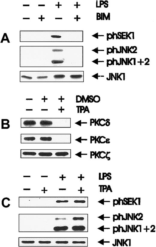 Fig. 3. Involvement of PKC in LPS-initiated SEK and JNK activation. / (A) The PKC inhibitor BIM inhibits SEK/JNK activation by LPS; quiescent BAC-1.2F5 cells were treated with the PKC inhibitor BIM (10 μmol/L, 60 minutes) before stimulation with 1.5 μg/mL LPS for 15 minutes. The presence of phosphorylated SEK/JNK and of unmodified JNK1 was detected with the corresponding antibodies. (B) Prolonged TPA treatment of BAC-1.2F5 cells down-regulates DAG-dependent PKCs; cells were either left untreated or incubated with TPA (5 μmol/L in DMSO) or with DMSO alone for 24 hours. PKC δ, ε, and ζ were detected by immunoblotting. (C) Down-regulation of DAG-dependent PKC does not affect SEK/JNK activation by LPS; down-regulation of DAG-dependent PKCs was performed as described in B before stimulation with 1.5 μg/mL LPS for 15 minutes, cell lysis, and immunodetection of phosphorylated SEK/JNK and of unmodified JNK1.