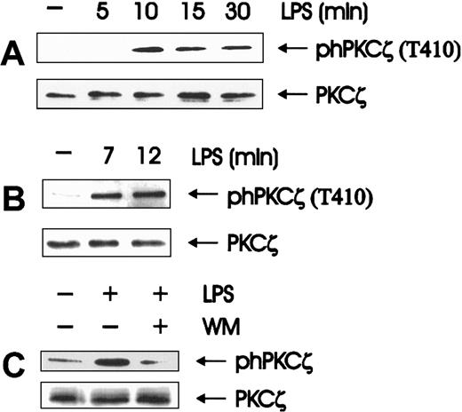 Fig. 4. Wortmannin-sensitive activation of PKCζ is an early event in LPS-induced signal transduction. / (A, B) LPS stimulates the phosphorylation of PKCζ on the PDK1 target residue T410; quiescent BAC-1.2F5 cells were stimulated with 1.5 μg/mL LPS for the indicated time points. The presence of phosphorylated PKCζ was assessed by immunoblot analysis of either whole cell extracts (A) or anti-PKCζ immunoprecipitates (B). (C) Wortmannin affects LPS-stimulated PKCζ phosphorylation. BAC-1.2F5 cells were incubated with wortmannin (WM, 100 nmol/L, 20 minutes) before a 15-minute stimulation with 1.5 μg/mL LPS. Anti-PKCζ blots of whole cell extracts (A, C) or immunoprecipitates (B) are shown as a loading control.