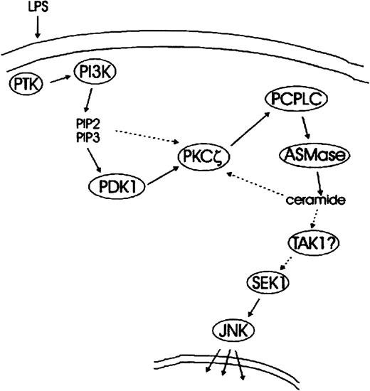 Fig. 7. Schematic representation of LPS-mediated signal transduction pathways leading to JNK activation—a working model. / LPS-stimulated tyrosine kinase(s) activate PI 3-K, which in turn generates the phosphoinositides PI(3,4)P2 and PI(3,4,5)P3. Activation of the downstream target PKCζ occurs through PDK1-mediated phosphorylation of T410 in the C-loop of PKCζ. The possibility of an allosteric activation of PKCζ by PI(3,4)P2, PI(3,4,5)P3, or both is indicated by a dotted arrow. PKCζ stimulates PC-PLC, which generates DAG required for the activation of ASMase. This in turn results in the production of the second messenger ceramide and in SEK/JNK activation. A candidate link between PC-PLC/ASMase pathway and SEK/JNK module is TAK1, a ceramide-stimulative SEK1 kinase. Speculative steps are indicated by question marks, and possible feedback mechanisms are depicted by dotted lines.