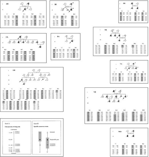 Fig. 1. Genealogic trees and microsatellite analysis. / Genealogic trees. The names of the families were given after the town where the diagnosis was first made or where one or several patients are living (AR, Arras; BI, Bicêtre; CL, Clichy; DA, Dax; GR, Grenoble; PH, Philadelphia, PA; TR, Troyes; VA, Vanves; VE, Vesoul; WO, Worcester, MA). Arrow indicates the proband; black, fully expressed hematologic picture; gray, weakly expressed hematologic picture (on the basis of red cell parameters and osmotic gradient ektacytometry); triangle, pseudohyperkalemia; asterisk, history of perinatal edema; S, splenectomized patient; small circle, stillborn baby with nonimmune hydrops fetalis; oblique bars, deceased persons; ne, nonexamined persons. Specific information on family GR is provided in the text. Microsatellite analysis. The shaded areas designate chromosomal segments assumed to carry the responsible gene. D16S3061 was tested when D16S3037 was not informative. In member II.4 of family GR, it could not be formally established whether the crossover event on the DHS chromosome had taken place between markers D16S402 and D16S3061 (the most likely possibility owing to the length of the interval, as indicated in the figure), or markers D16S3061 and D16S3037. Inset A shows assumed arrangement of markers and genetic distances between them on chromosome 16 (for references, see text). Inset B shows the occurrence of crossover events on either side of the responsible gene, assumed to lie in the D16S402-D16S3037 interval. Recombination events telomeric to the responsible gene, not reported before to our knowledge, left the gene on the centromeric subhaplotype side (D16S511-D16S402); those centromeric to the gene left it on the telomeric subhaplotype side (D16S3061-D16S303 7-D16S520-D16S498-D16S3074).