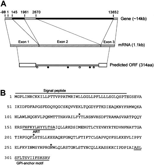 Fig. 2. Molecular organization of DOK1. / (A) Schematic representation of the DOK1 gene. Exons and introns are depicted as hatched bars and filled bars, respectively. The numbers show exon/intron boundaries relative to the position of theDOK1 start codon at position 1. Open boxes show signal peptides, ● indicates putative N-linked glycosylation sites, and ○ indicates putative N-myristoylation sites. (B) Predicted amino acid sequence of DOK1.Signal peptide depicts the predicted signal peptide; GPI-anchor motif, the predicted GPI anchor; ART, the ART motif; and *, the amino acid position corresponding to identified SNP sites.
