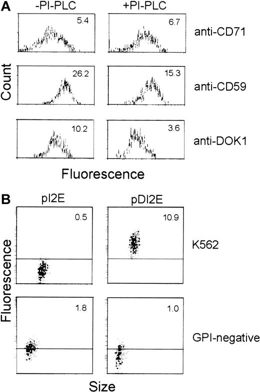 Fig. 7. GPI anchoring of DOK1. / (A) K562 cells were transfected with pDI2E construct, and stable transfectants were selected in G418-containing media. The cells were then incubated in PI-PLC (+) or buffer (−) prior to analysis. Flow cytometry was performed using FITC-conjugated anti-CD71, anti-CD59, and Dombrock antisera for comparison. (B) K562 cells and the GPI− cell line transfected either with pI2E or pDI2E DNA and selected in G418-containing media were stained with Dombrock antisera and analyzed by flow cytometry. The mean fluorescence of each population is shown at the top of each panel.