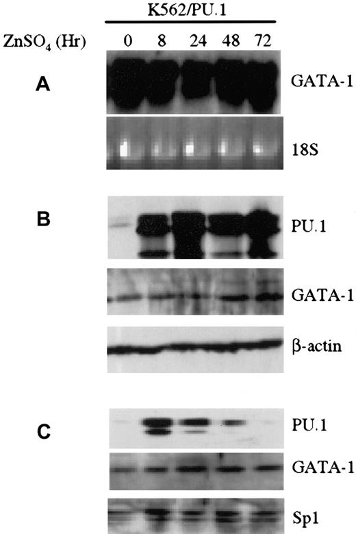 Fig. 1. Effect of PU.1 on GATA-1 mRNA and protein expression in K562/PU.1 cells. / PU.1 does not inhibit GATA-1 mRNA and protein expression in K562/PU.1 cells. (A) Northern blot analysis of GATA-1 mRNA in K562/mPU.1 cells at different time points after induction of PU.1 expression with ZnSO4. The ethidium bromide–stained 18S RNA was used as a loading control as shown at the bottom of the panel. (B) Western blot analysis of PU.1 and GATA-1 protein levels at different time points after ZnSO4 induction in whole-cell lysates from K562/mPU.1 cells. β-Actin was used as a loading control. (C) Western blot analysis of PU.1 and GATA-1 in nuclear extracts from K562/mPU.1 cells after ZnSO4 induction. Sp1 was used as a loading control.