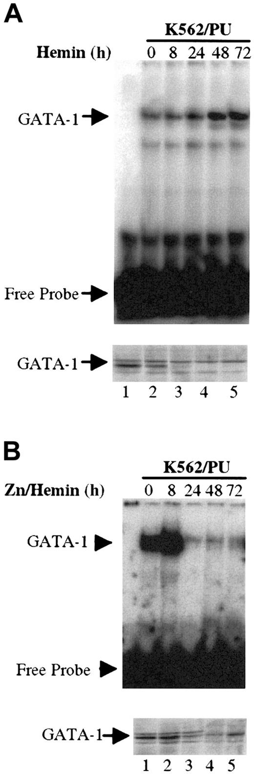 Fig. 4. Effect of overexpression of PU.1 on GATA-1 DNA-binding activity in K562 cells during erythroid differentiation. / Overexpression of PU.1 decreases GATA-1 DNA binding activity in K562 cells during erythroid differentiation. (A) Nuclear extracts were harvested from K562/PU cells at different time points after hemin induction (in the absence of ZnSO4 and PU.1 induction). As shown on the top panel, 1 μg of each preparation was used for EMSAs. The probe is the same as in Figure 3A. As shown in the bottom panel, 20 μg of each extract was used for Western blot analysis to detect GATA-1 protein expression. (B) Nuclear extracts were harvested from K562/PU cells at different time points after induction with both ZnSO4 and hemin. The amounts of protein used, probe, and antibody are identical to those described in Figure 4A. The bottom panel demonstrates the amount of GATA-1 protein expression.