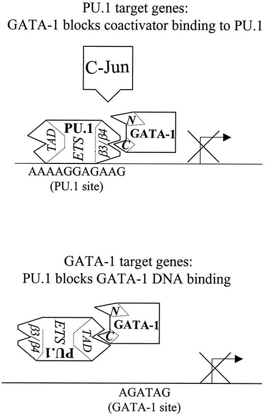 Fig. 6. How PU.1 and GATA-1 inhibit each other's function. / PU.1 and GATA-1 inhibit each other's function through protein–protein interactions by different mechanisms. The top panel shows that GATA-1 inhibits PU.1 transactivation of PU.1 target genes (such as CD11b46) by blocking the binding of the PU.1 coactivator c-Jun to the β3/β4 region of PU.1. The bottom panel shows that the N-terminal region of PU.1 blocks GATA-1 function by binding to the GATA-1 C-finger and inhibiting GATA-1 binding to DNA.