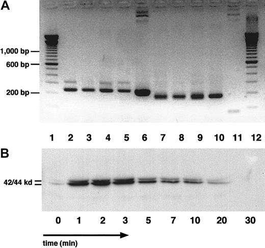 Fig. 6. SDF-1 mRNA expression by NLC and p44/42 mitogen-activated protein kinase (Erk 1/2) activation in CLL B cells by SDF-1α. / (A) cDNA from purified NLC from 4 patients with CLL was examined for the expression of SDF-1 mRNA by RT-PCR. The specific 230-bp PCR fragment is visible in each of the 4 NLC samples (lanes 2-5), and in the positive control, namely an SDF-1–containing plasmid (lane 6). Lanes 7-11 display PCR fragments of the expected size using GA3PD primers for the NLC samples (lanes 7-10) but not for the SDF-1 plasmid control. Lanes 1 and 12 display the separation of the 100-bp marker DNA, and the 200, 600, and 1000 bp bands are marked on the left side. (B) p44/42 MAPK activation in CLL B cells treated with SDF-1α at 200 ng/mL. CLL cell lysates were obtained at the time points indicated on the horizontal axis and examined for phospho-p44/42 MAPK protein by Western blot analysis. Protein bands of the expected sizes of 42 and 44 kd, as indicated on the left, were prominent after the stimulation of CLL cells with SDF-1α, whereas they were only weakly apparent before activation by SDF-1 (time 0).