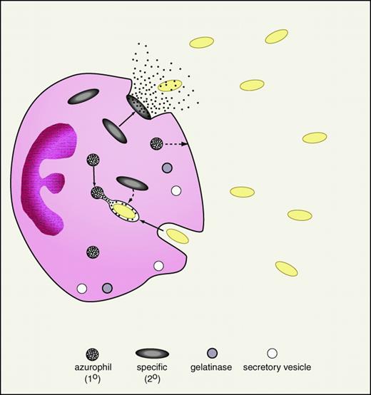 Fig. 1. Neutrophil degranulation of antibiotic proteins and peptides. / An activated neutrophil in the process of phagocytosis of gram-negative bacteria (yellow ovals) is demonstrated. As shown, specific (secondary) granules are more prone to degranulate their contents (including lactoferrin and cathelicidins) into the extracellular space. In contrast, azurophil (primary) granules, containing BPI and defensins, are predominantly degranulated into the phagolysosome. To a lesser extent, specific granules also degranulate into the phagolysosome and primary granules to the extracellular space (broken arrows). Neutrophil granule populations, including gelatinase granules and secretory vesicles, are demonstrated at the bottom of the figure.