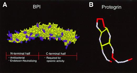 Fig. 2. Tertiary structures of a neutrophil-derived antimicrobial protein and peptide in clinical trials. / (A) BPI has a bipartite structure characterized by 2-fold symmetry that gives the molecule a “boomerang” shape. Cationic amino acid residues (purple) are concentrated in the N-terminal half of the molecule, which carries the endotoxin-neutralizing and bactericidal activities of the protein. A recombinant N-terminal BPI fragment is currently in clinical trials. The C-terminal half of BPI is required for opsonic activity. Two apolar sites thought to be important for interaction with lipids are indicated in green. (B) The protegrin peptide, which is derived from a cathelicidin precursor, is composed of 18 amino acids. Four cysteine residues form 2 disulfide bonds (yellow), giving the peptide a hairpin structure. Six cationic arginine residues are indicated in red.