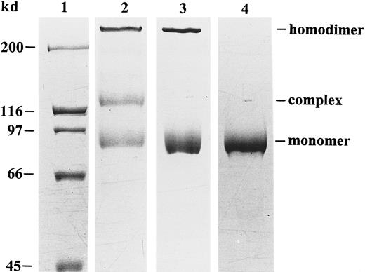Fig. 1. Purification and SDS-PAGE analysis of human neutrophil gelatinase B. / Natural gelatinase B, purified from human neutrophils, occurs in 3 different forms: monomers, disulfide-linked homodimers, and NGAL–gelatinase B complexes.32 Nonreducing SDS-PAGE and Coomassie blue staining before (lane 2) and after (lane 3) removal of the NGAL–gelatinase B complex allows visualization of the positions of the monomers, the dimers, and the NGAL–gelatinase B complexes. After chemical reduction with β-mercaptoethanol, the dimer was dissociated into monomers in the electrophoretically pure preparation (lane 4). Relative molecular masses of the monomer, heterodimer, and homodimer were estimated to be 91, 125 and greater than 200 kd by comparison with the molecular mass markers (lane 1).