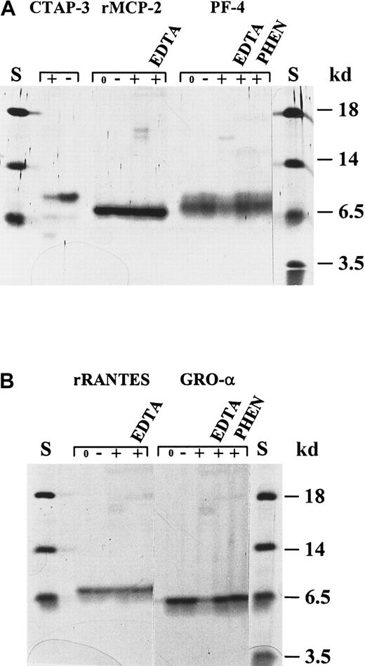 Fig. 2. Processing of the chemokines CTAP-III, MCP-2, PF-4, RANTES, and GRO-α by activated neutrophil gelatinase B. / Different chemokines were incubated with activated gelatinase B and subsequently analyzed by SDS-PAGE and silver staining. (A) Recombinant human MCP-2 was not affected by treatment with gelatinase B. Natural human CTAP-III and PF-4 were slowly degraded by gelatinase B. Degradation of PF-4 was inhibited by EDTA and o-phenantrolin (PHEN) and was not observed after incubation with stromelysin-1 alone. (B) Recombinant RANTES was not affected by incubation with gelatinase B, whereas natural GRO-α was slowly degraded. Degradation of GRO-α was inhibited by EDTA and PHEN and was not observed after incubation with stromelysin-1. S indicates relative molecular mass standard; 0, no incubation; −, incubation with stromelysin-1 only; +, incubation with activated gelatinase B. Respective inhibitors are indicated at the top of each lane.