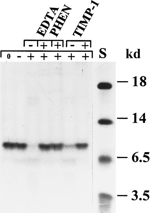 Fig. 3. Degradation of CTAP-III by activated neutrophil gelatinase B. / CTAP-III was incubated with activated gelatinase B in the presence or absence of the metalloproteinase inhibitors EDTA,o-phenantrolin (PHEN), and TIMP-1. The 3 inhibitors separately inhibited the degradation completely. Stromelysin-1 alone was not able to degrade CTAP-III. S indicates molecular mass standard. The symbols + and − in the upper line indicate the presence or absence of the indicated inhibitors, whereas the symbols 0, −, and + in the line underneath indicate no incubation, incubation with stromelysin-1 alone, and incubation with stromelysin-1–activated gelatinase B, respectively.