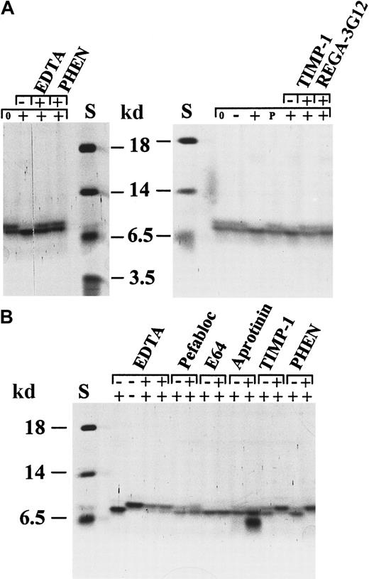 Fig. 5. Specific conversion of IL-8(1-77) to IL-8(7-77) by activated neutrophil gelatinase B. / Natural IL-8 occurs as 2 protein variants, IL-8(1-77) and IL-8(6-77), which are separable by SDS-PAGE. Activated gelatinase B processes natural (A) and recombinant (B) human IL-8(1-77) to a shorter form, identified as IL-8(7-77) (Table 1). To illustrate that this conversion was by activated gelatinase B, various inhibitors were tested for their ability to inhibit the chemokine conversion. The metalloproteinase inhibitors EDTA, o-phenantrolin (PHEN), and TIMP-1 and the gelatinase B–inhibiting monoclonal antibody REGA-3G12 inhibited this conversion completely, but no effect was visible with the serine protease inhibitors pefabloc and aprotinin or with the thiolprotease inhibitor E64. Progelatinase B or stromelysin-1 alone was unable to process IL-8. In B, the first 2 lanes (with the controls of the EDTA inhibition) contain twice the amount of IL-8 as the other lanes. S indicates relative molecular mass standard. The + and − symbols in the upper line indicate the presence or absence of the indicated inhibitors, whereas symbols 0, −, +, or P in the lower line indicate no incubation, incubation with stromelysin-1 alone, incubation with activated gelatinase B, or incubation with progelatinase B, respectively.
