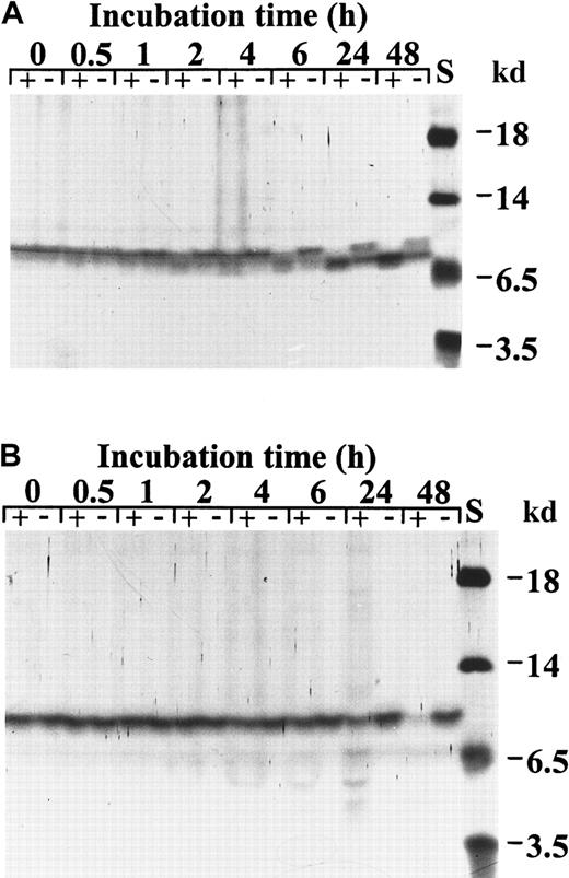 Fig. 7. Time course of the degradation of IL-8 and CTAP-III by activated gelatinase B. / Recombinant IL-8 (A) and natural CTAP-III (B) (both at 4 μmol/L) were incubated with activated neutrophil gelatinase B (0.4 μmol/L) at 37°C. A control sample was incubated with activated stromelysin-1 (0.004 μmol/L). Samples were taken at the indicated time intervals and analyzed by SDS-PAGE and silver staining. S indicates relative molecular mass standard; the symbols − and + indicate incubation with stromelysin-1 alone and with activated gelatinase B, respectively.