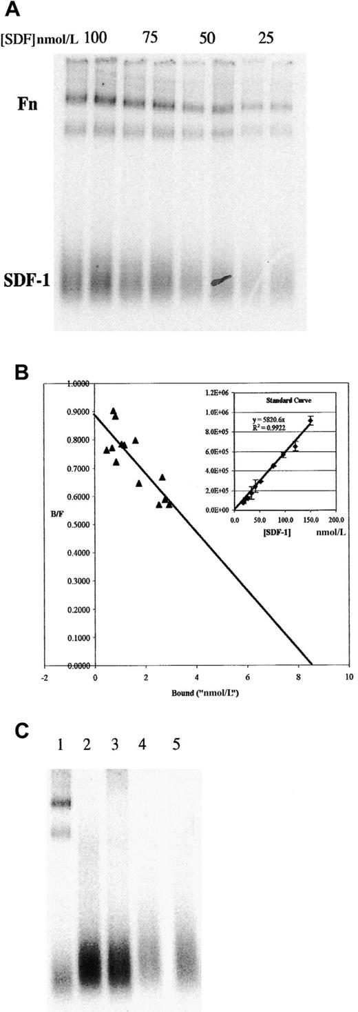 Fig. 2. Binding of 125I–SDF-1α to Fn in solution as determined by EMSA shows a Kd of approximately 10 nmol/L. / (A) Indicated concentrations of 125I–SDF-1α were incubated in solution with 200 nmol/L Fn, then run on a native 4% to 20% PAGE gel. Duplicate lanes represent independent binding assays performed simultaneously. Position of free SDF-1α and Fn are indicated (both high-molecular-weight bands are positive in Fn Western blot; the lower of the 2 comigrates with myosin, approximately 250 kd). (B) Similar gels were used to measure the amount of125I–SDF-1α in the bound and free fractions, as described in the text, and were plotted in a Scatchard analysis. Inset: typical standard curve used to determine the bound and free fractions. (C) Binding to other ECM proteins was examined by EMSA. Lane 1, Fn; lane 2, collagen IV; lane 3, laminin 1; lane 4, laminin 2; lane 5, no ECM protein (125I–SDF-1α alone).