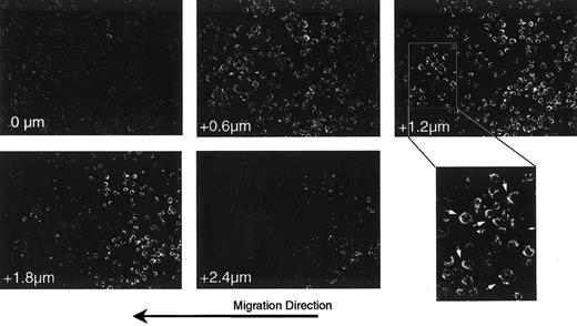 Fig. 4. Polarization of the CXCR-4 receptor in response to presented SDF-1α. / Cells plated at the edge of a stripe of SDF-1α on a uniform field of Fn were fixed and stained for the expression of the SDF-1α receptor, CXCR4.24 Shown are selected sections of a confocal Z-section series through a field of cells at the interface between the SDF-1α–coated Fn stripe (left half) and the Fn alone (right half). Numbers in the lower left of each frame indicate the relative position of the optical section, starting from the basal surface of the cells. The final panel shows an enlargement of a region from the +1.2 μm section in which cells polarized in the direction of overall migration are indicated (arrows). Note that the cells in this field on Fn alone are rounder and thicker than those on SDF-1α–coated Fn, as evidenced by the fact that the former remain in the image at the 1.8- and 2.4-μm sections, whereas most of the latter are no longer detectable. Note also that at the basal surface (0 μm) there is relatively higher staining for CXCR4 on cells on the SDF-1α stripe than on Fn alone.
