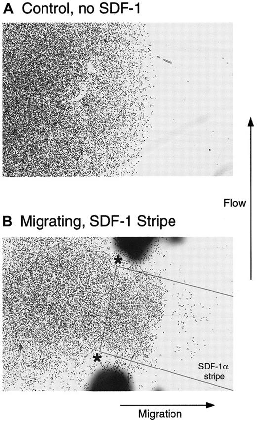 Fig. 5. Directed migration of T cells in the absence of a gradient and under flowing conditions. / Cells were plated on an Fn-coated coverslip in contact with Fn alone (A) or overlapping a stripe of SDF-1α coated on the Fn as outlined in the Figure (B). The coverslip was placed in a flow chamber, as described, so that the flow was orthogonal to the direction of migration and was incubated for 2 additional hours. Although the cells in A remained within the boundaries of the original spot, a subset of cells in B clearly demonstrated directed migration to the stripe of SDF-1α.